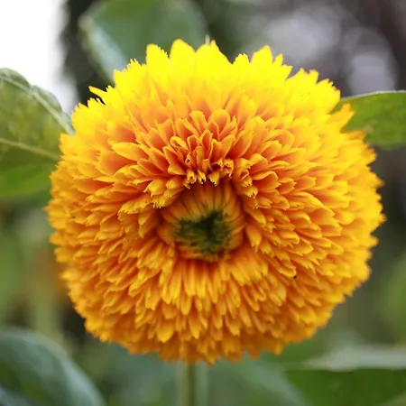 Lucciola Apartment Stresa