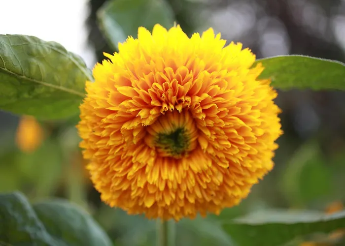 Lucciola Apartamento Stresa